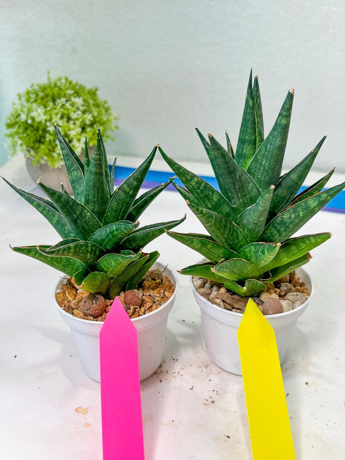 Sansevieria Boi Boi (AC63) | Imported Snake Plant