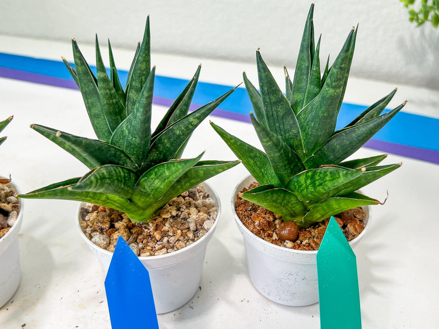 Sansevieria Boi Boi (AC63) | Imported Snake Plant