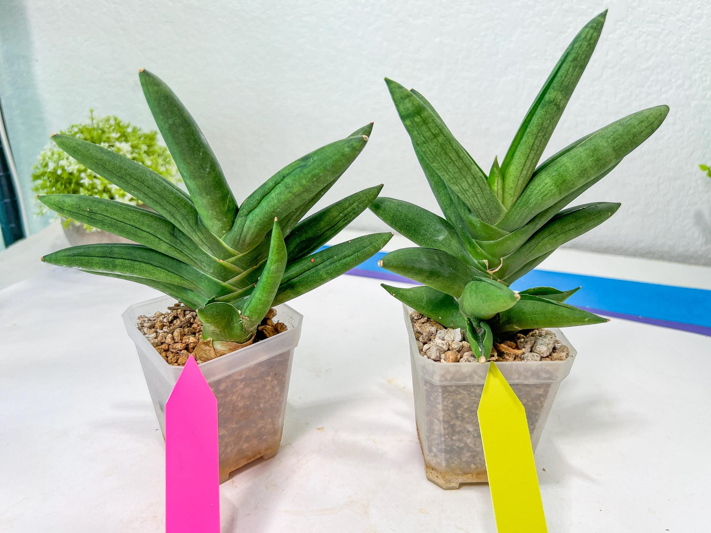 Sansevieria Virdi lisciu XL (#A3) | Imported Plants | Rare Hybrid Species