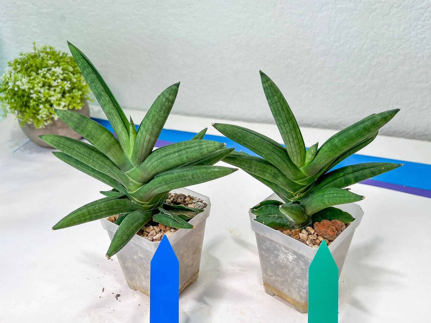 Sansevieria Virdi lisciu XL (#A3) | Imported Plants | Rare Hybrid Species