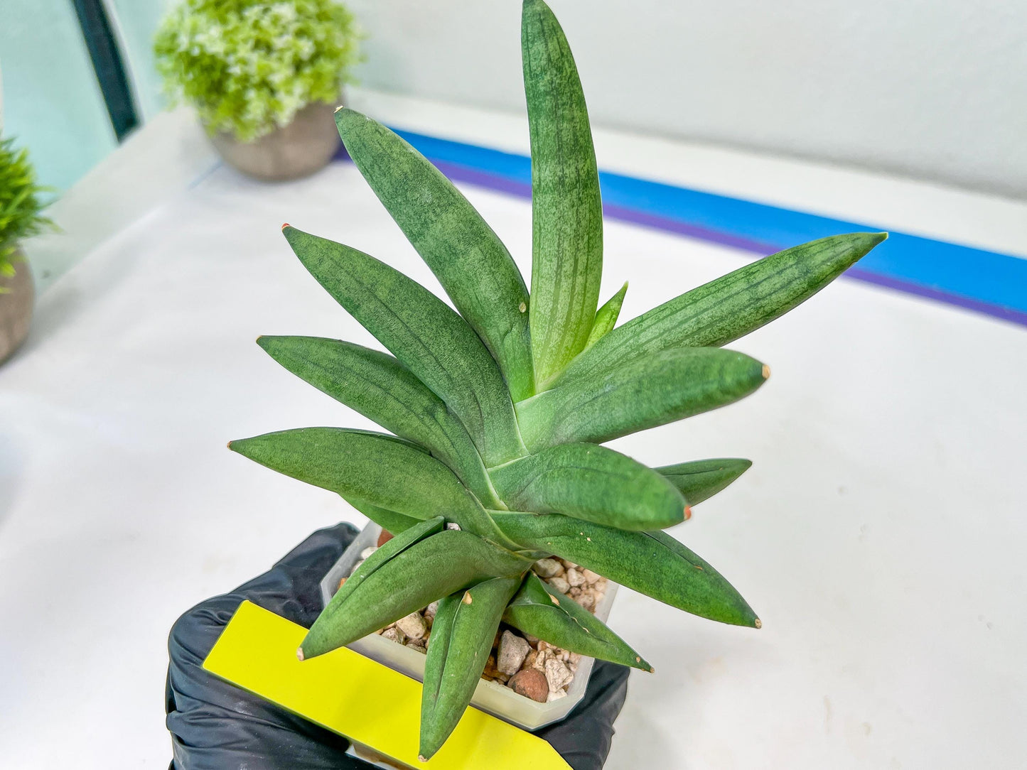 Sansevieria Virdi lisciu XL (#A3) | Imported Plants | Rare Hybrid Species