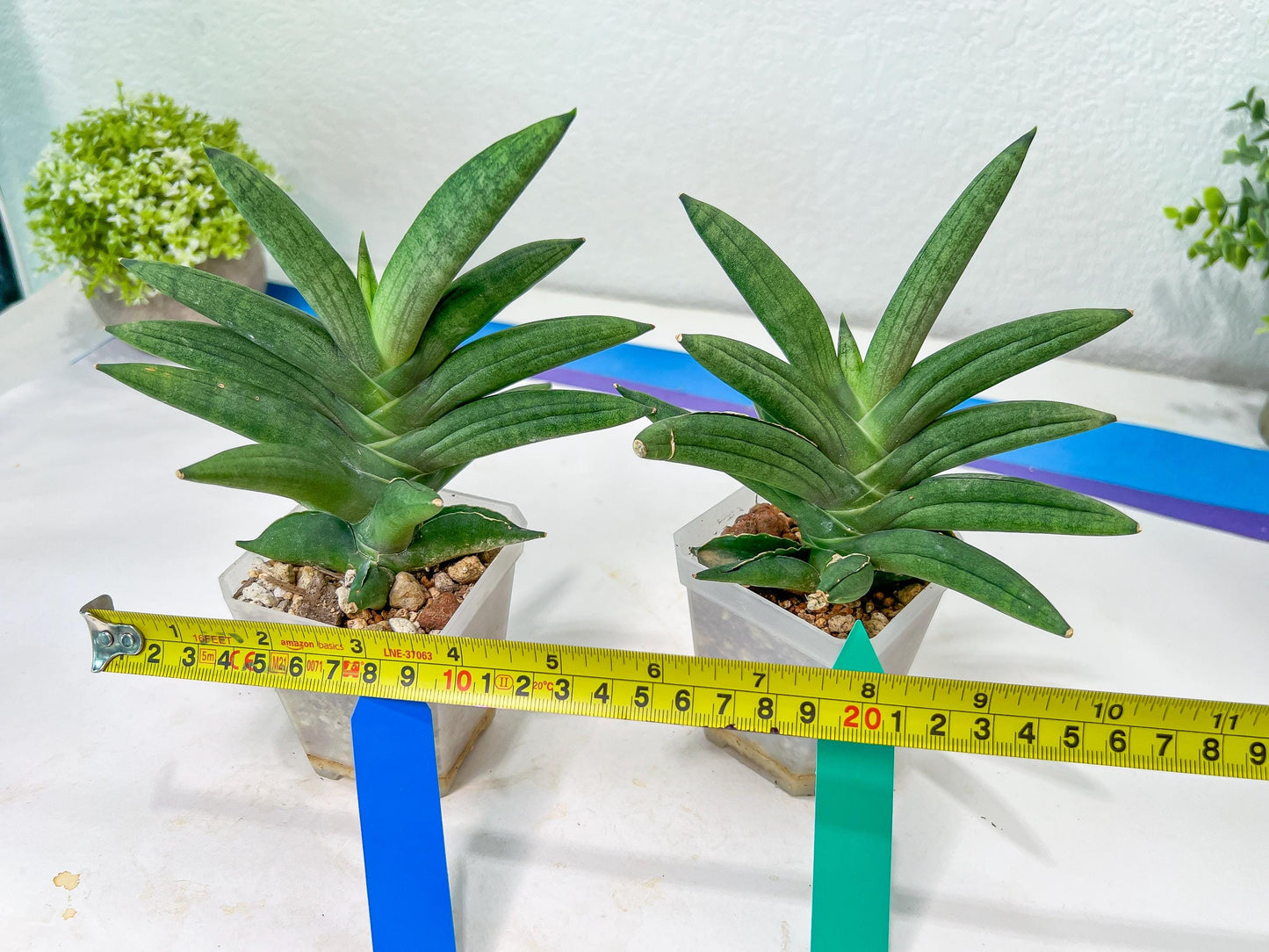 Sansevieria Virdi lisciu XL (#A3) | Imported Plants | Rare Hybrid Species