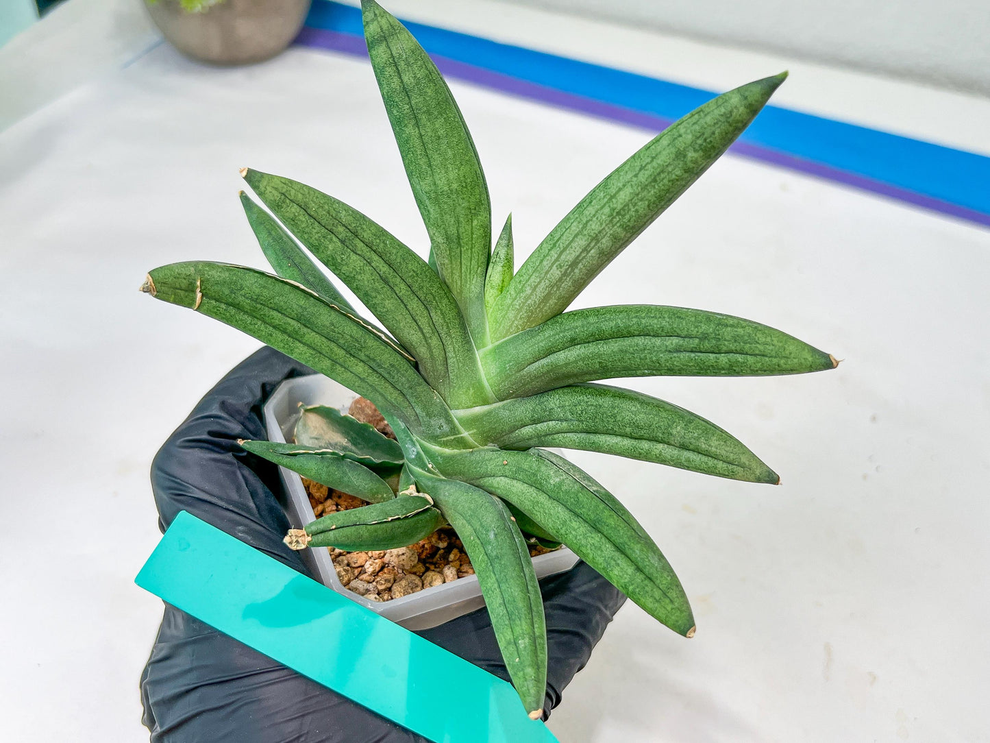 Sansevieria Virdi lisciu XL (#A3) | Imported Plants | Rare Hybrid Species