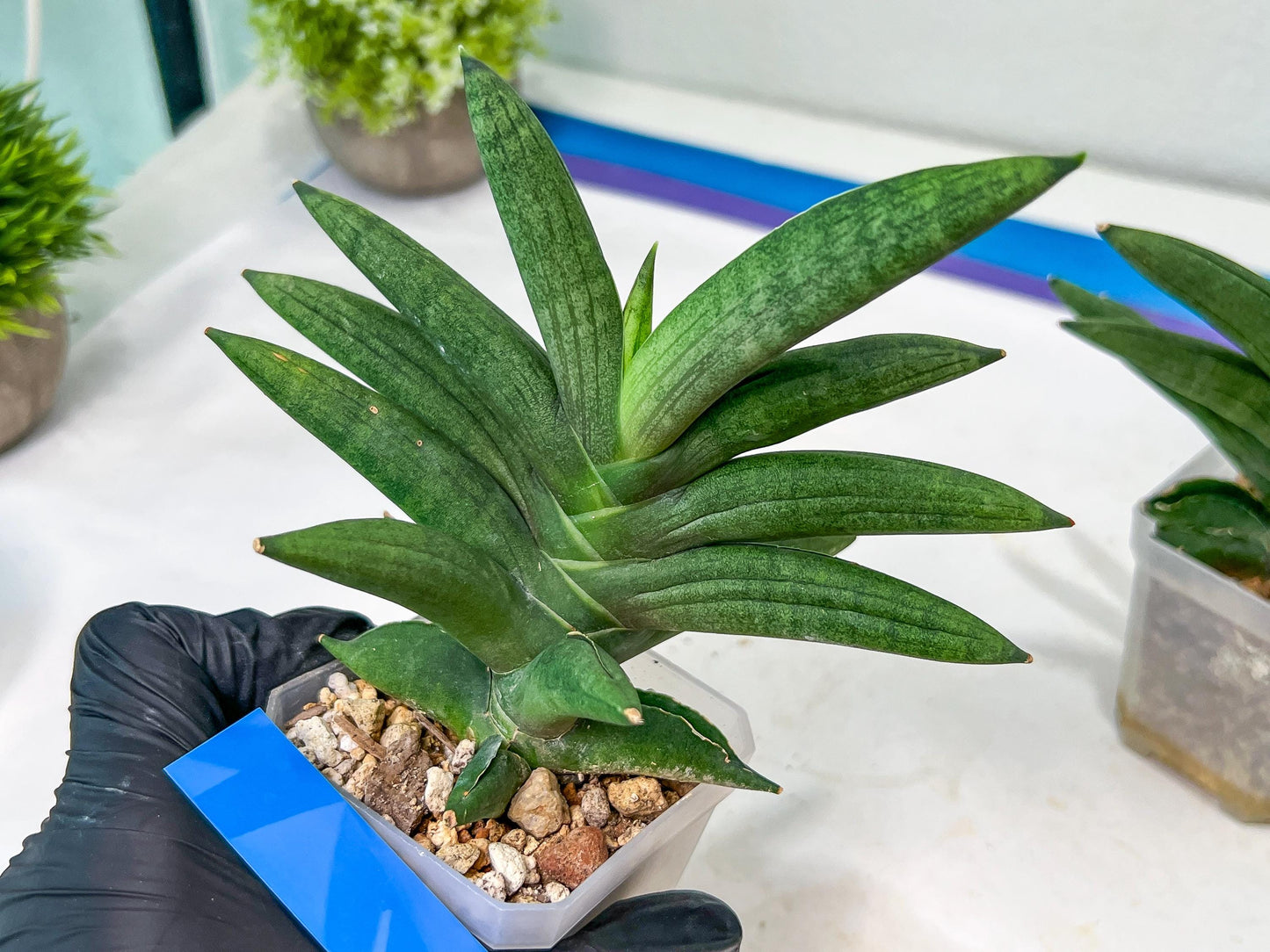Sansevieria Virdi lisciu XL (#A3) | Imported Plants | Rare Hybrid Species