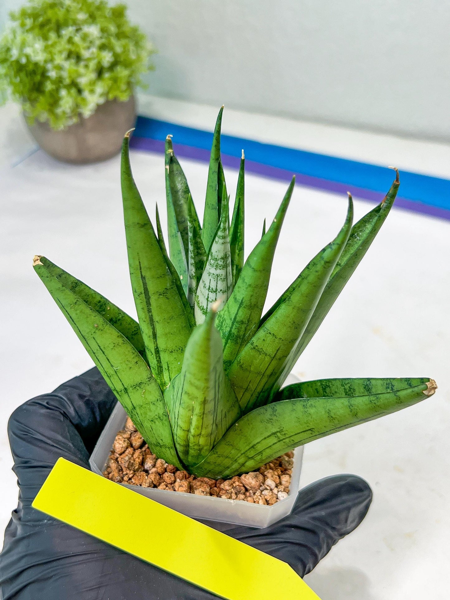 Sansevieria Nakhon luang (#A3) | Select Your Unique Exotic Plant