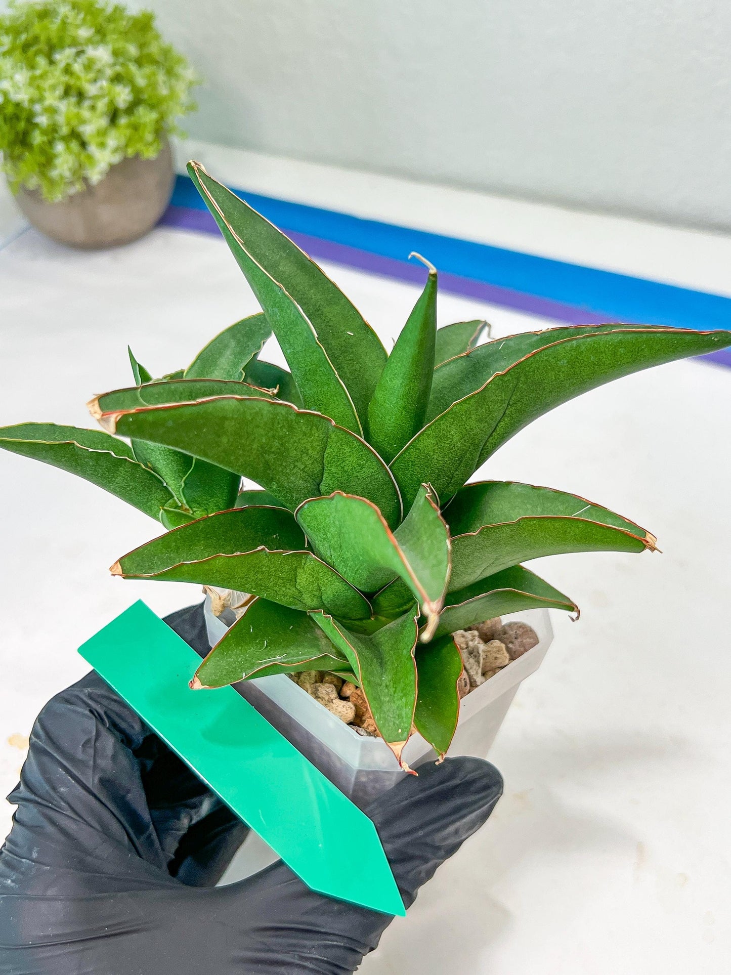 Sansevieria Hybrid Maya (#A4) | Imported Plants | Rare Hybrid Species