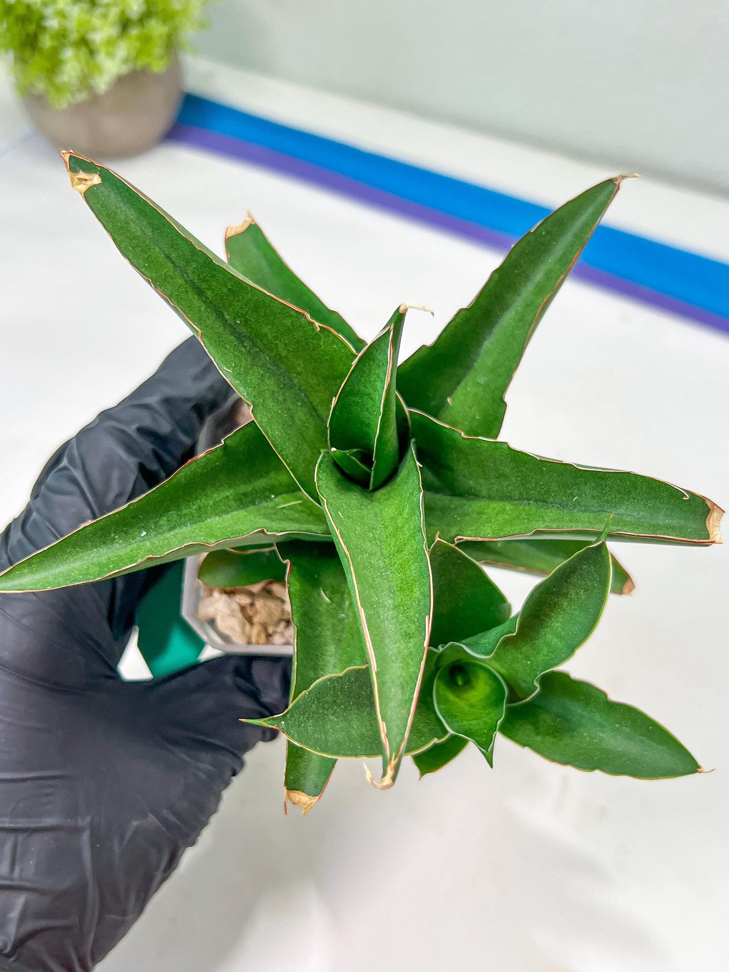 Sansevieria Hybrid Maya (#A4) | Imported Plants | Rare Hybrid Species