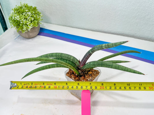 Sansevieria Terung Muda (#A4) | Rare Imported House Plants