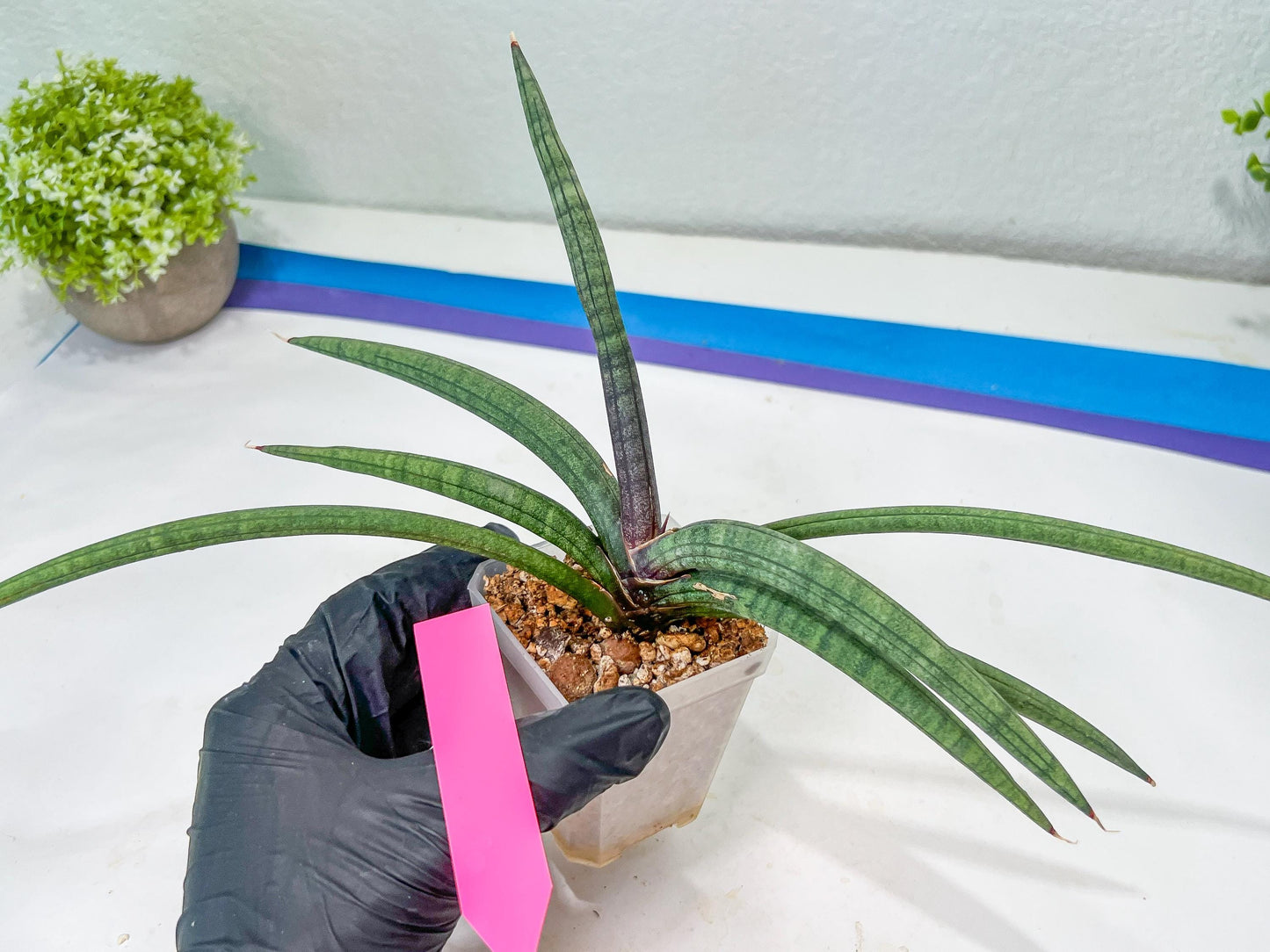 Sansevieria Terung Muda (#A4) | Rare Imported House Plants