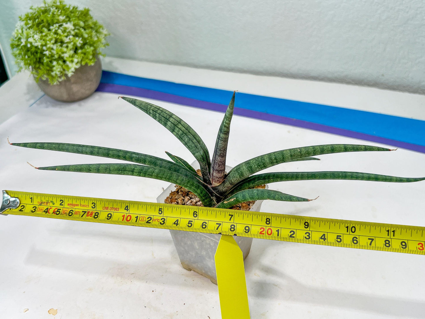Sansevieria Terung Muda (#A4) | Rare Imported House Plants