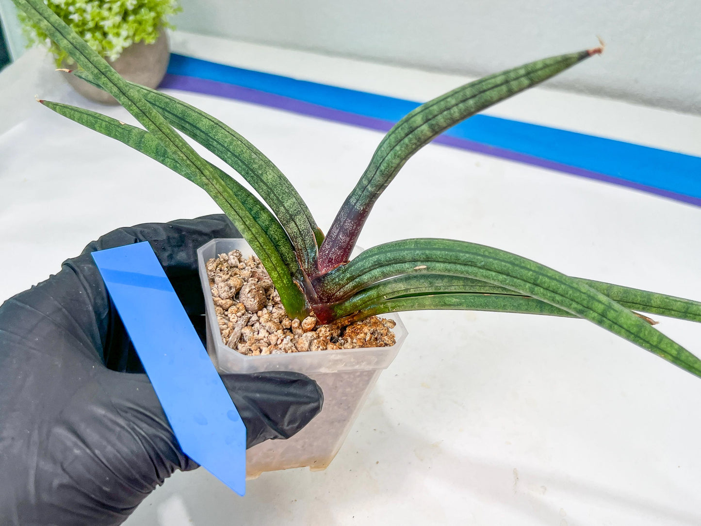Sansevieria Terung Muda (#A4) | Rare Imported House Plants