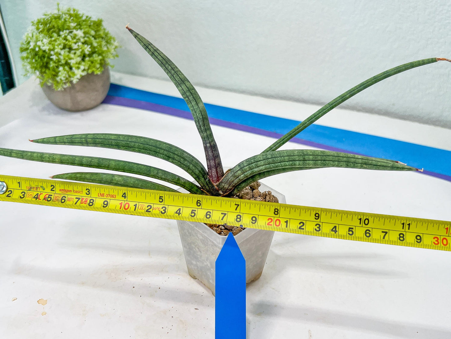 Sansevieria Terung Muda (#A4) | Rare Imported House Plants