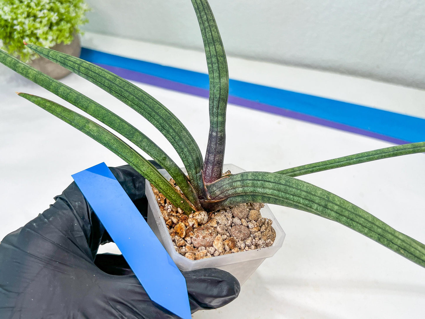 Sansevieria Terung Muda (#A4) | Rare Imported House Plants