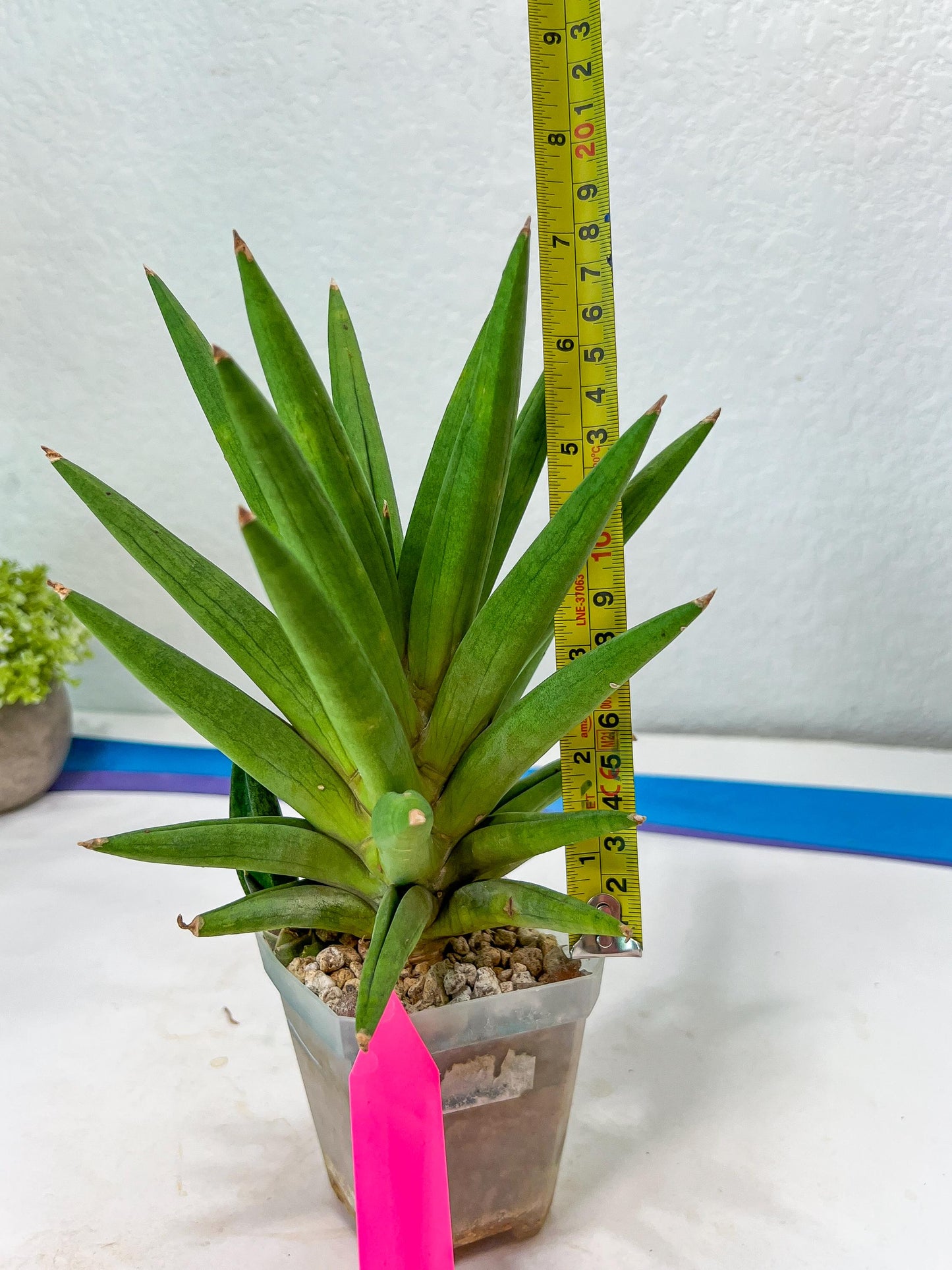 Sansevieria Repeta (C6) | Imported Plants | Rare Hybrid Species