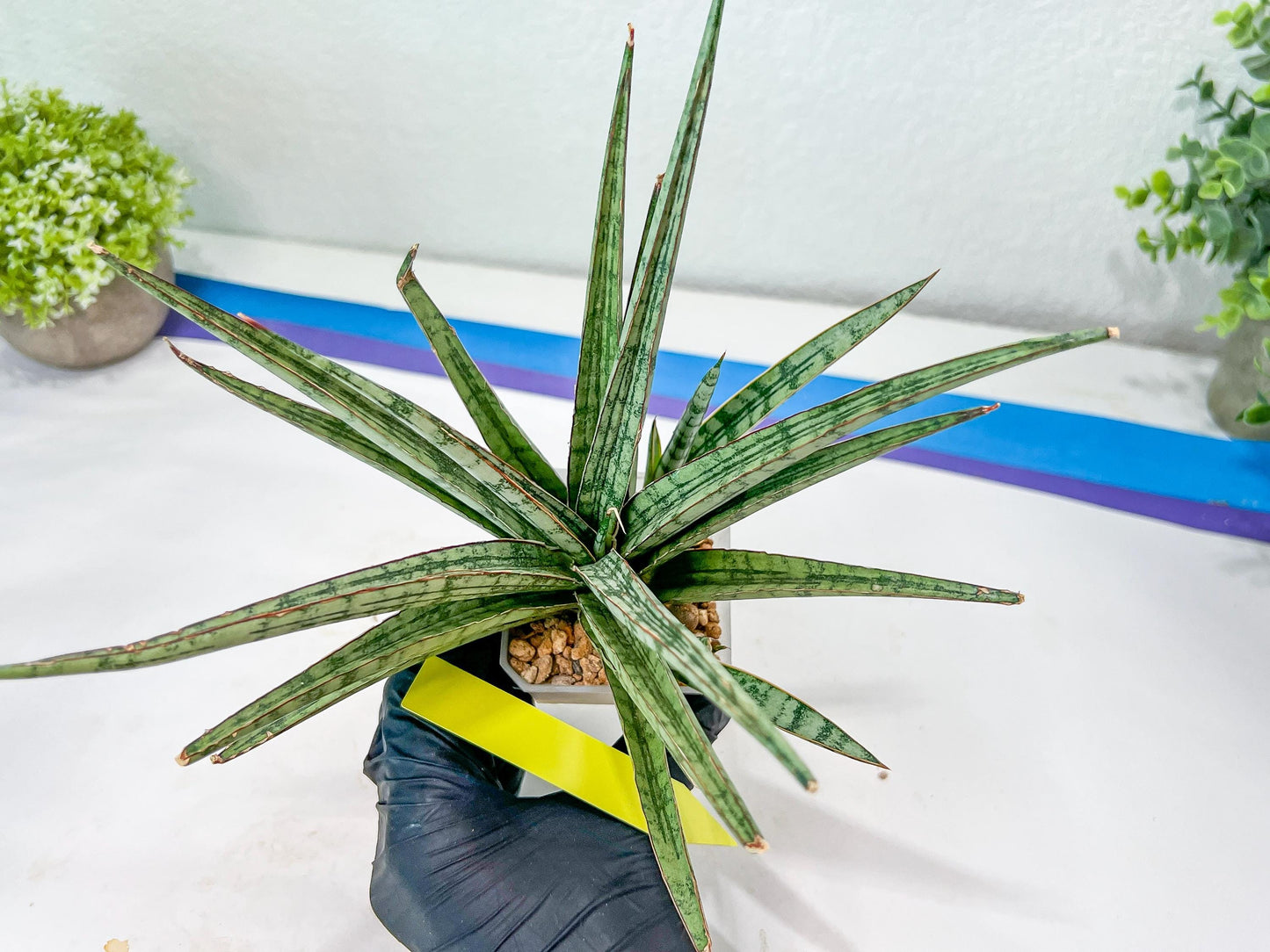 Sansevieria Crown up (#C6) | Imported Plants | Rare Hybrid Species
