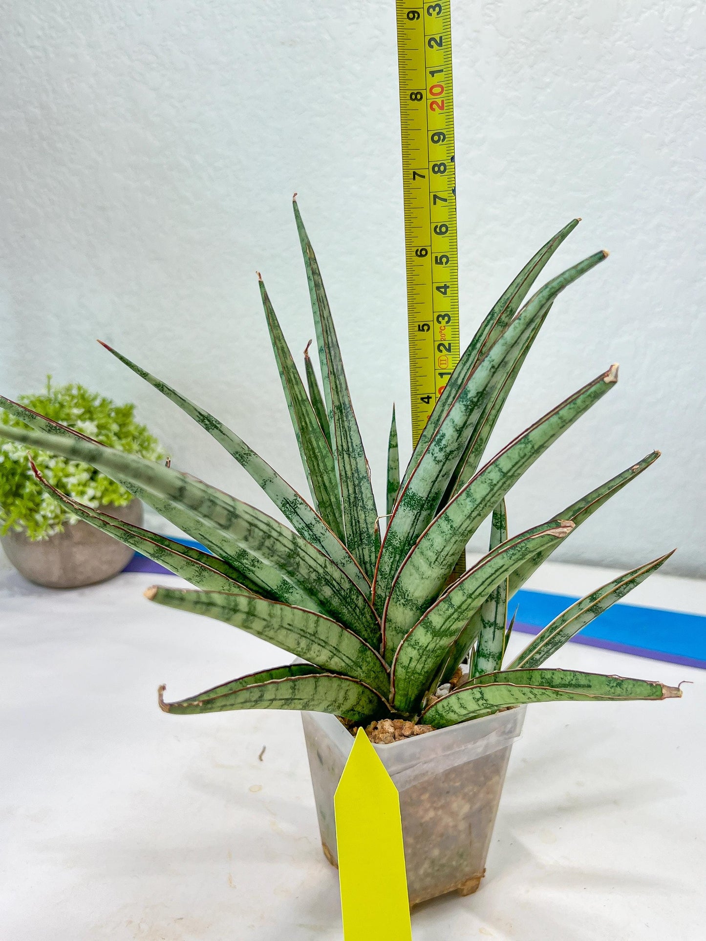 Sansevieria Crown up (#C6) | Imported Plants | Rare Hybrid Species