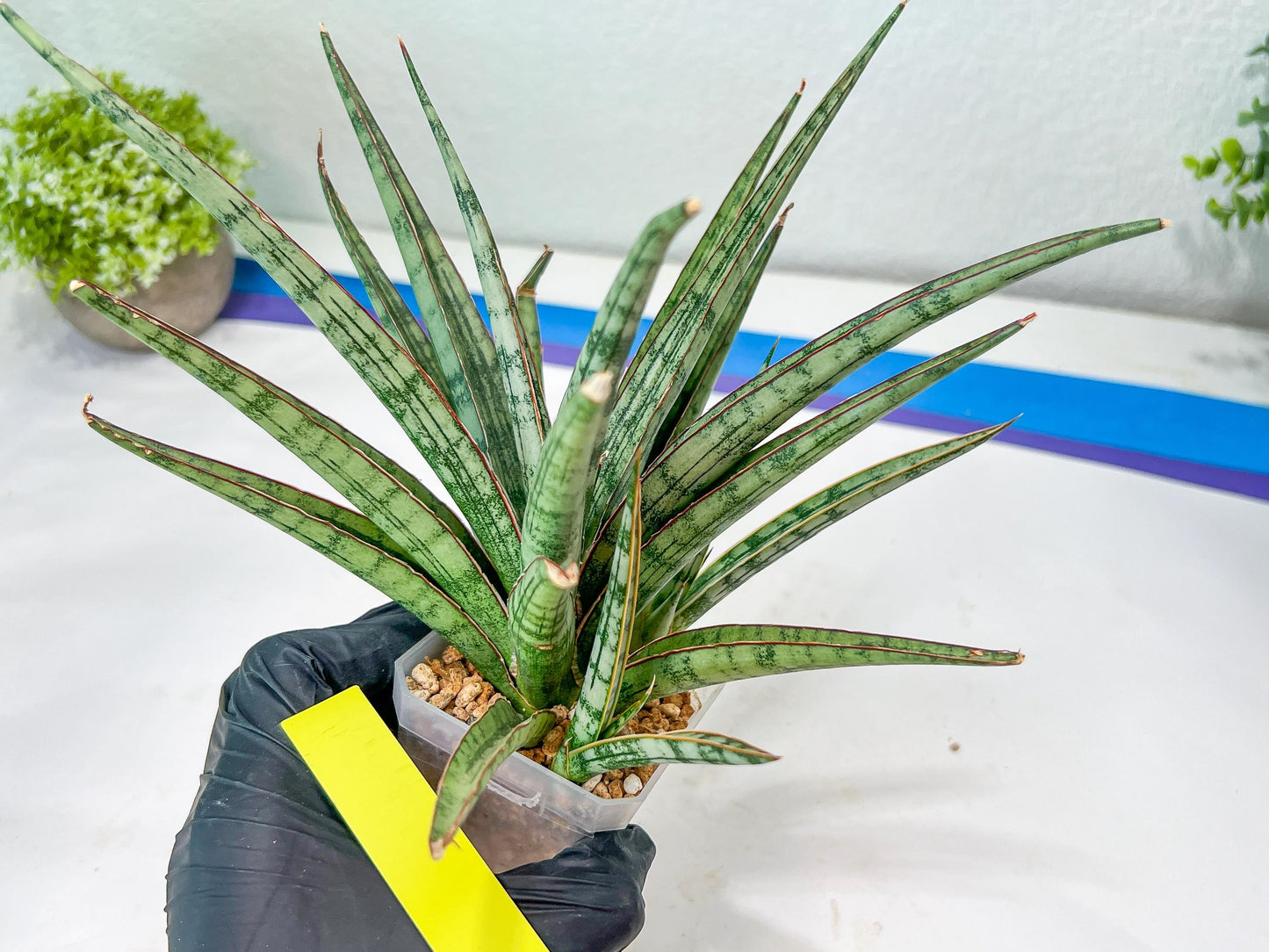 Sansevieria Crown up (#C6) | Imported Plants | Rare Hybrid Species