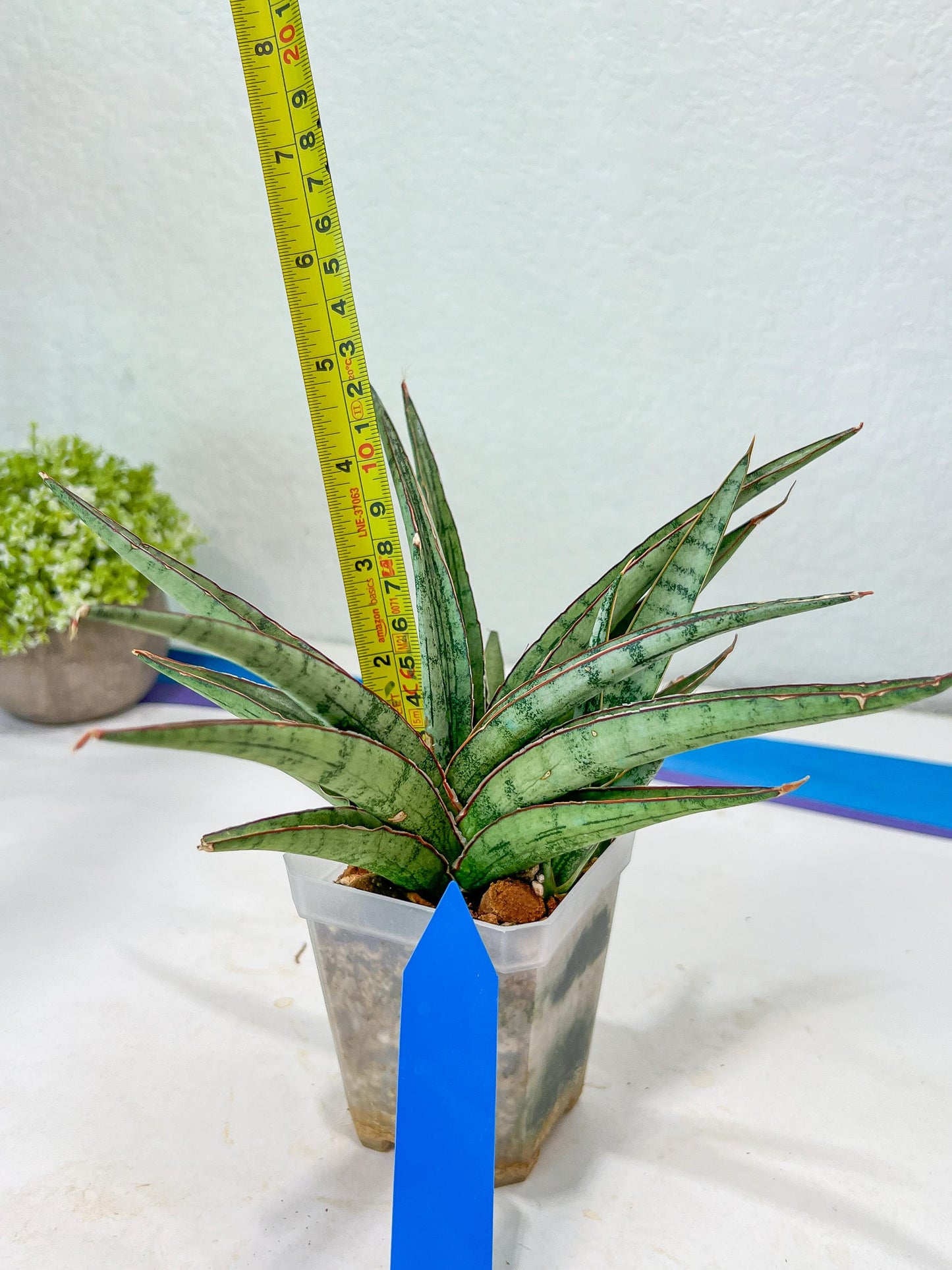 Sansevieria Crown up (#C6.5) | Imported Snake Plants
