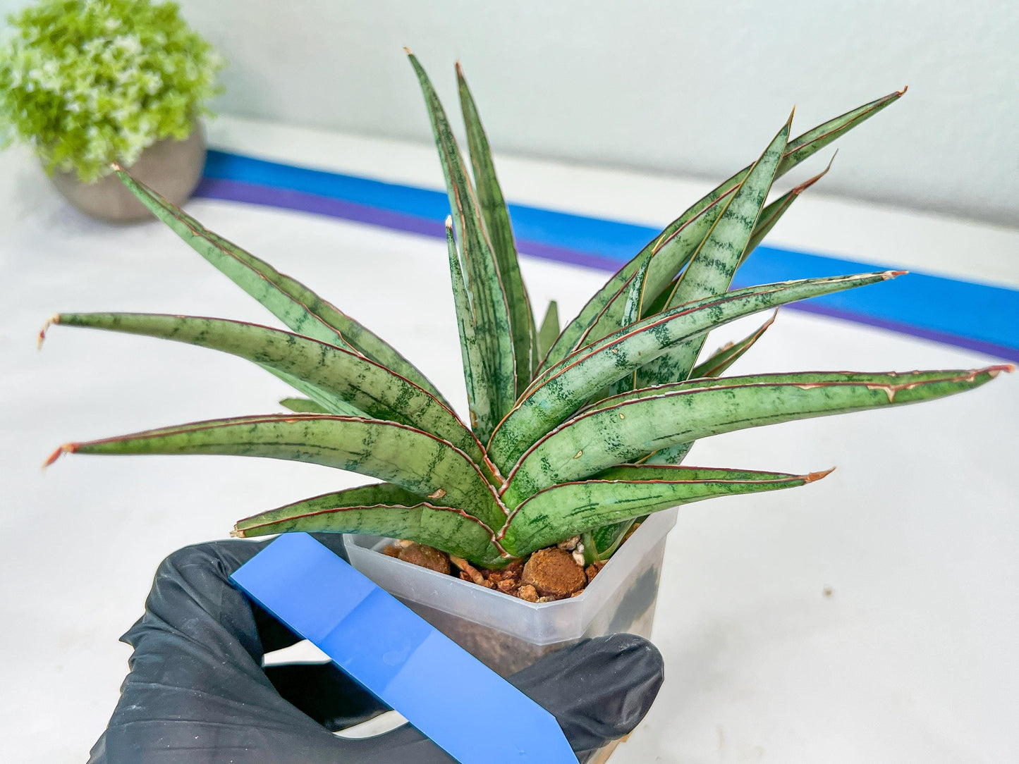 Sansevieria Crown up (#C6.5) | Imported Snake Plants