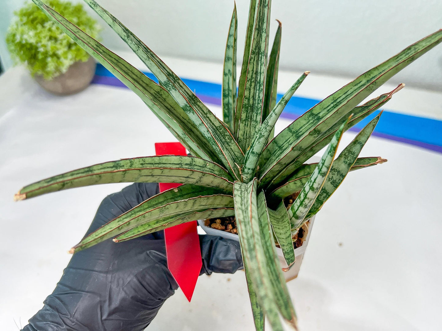 Sansevieria Crown up (#C6.5) | Imported Snake Plants