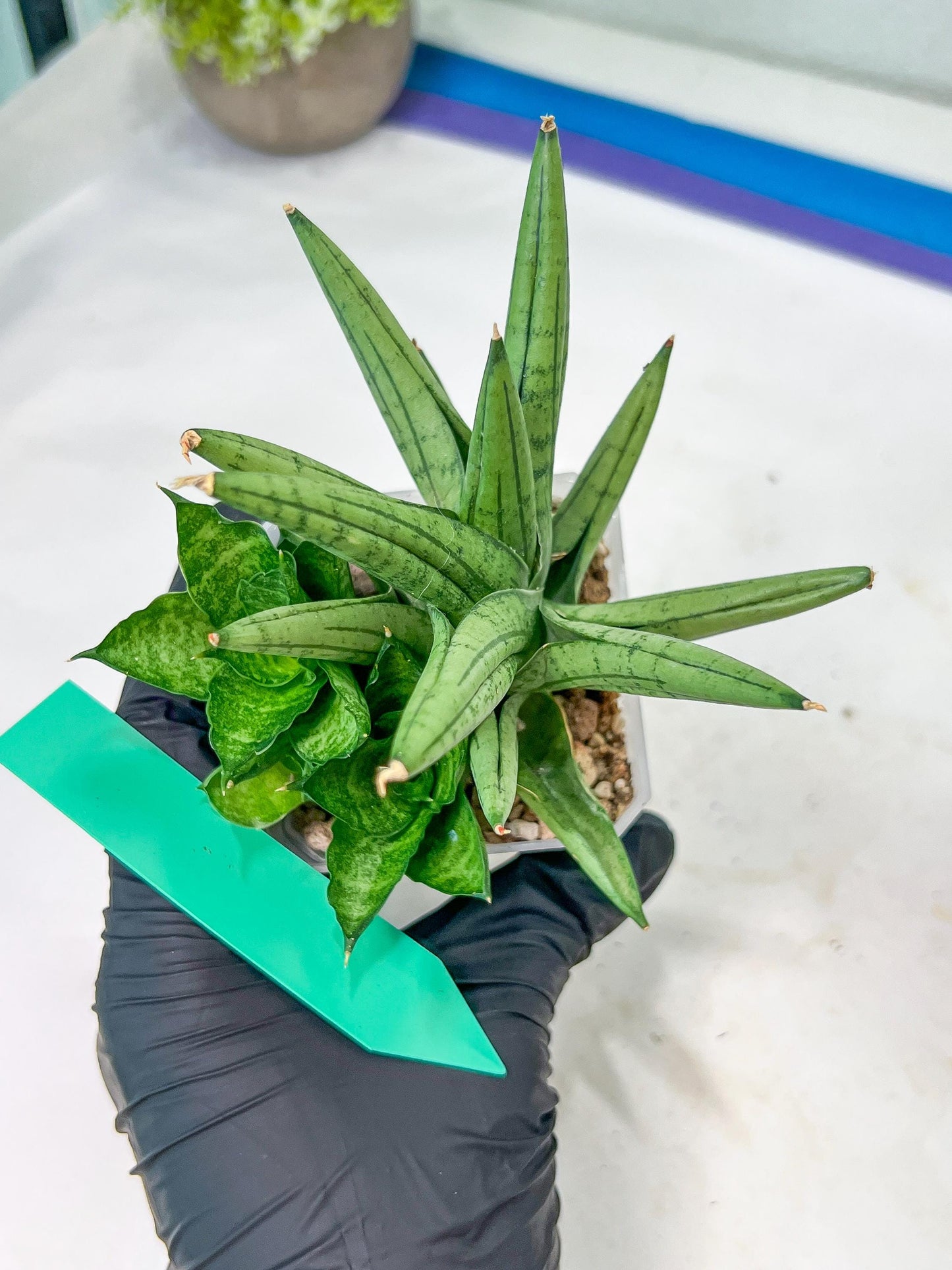 Sansevieria Yaya (PH5) | Rare Imported House Plants