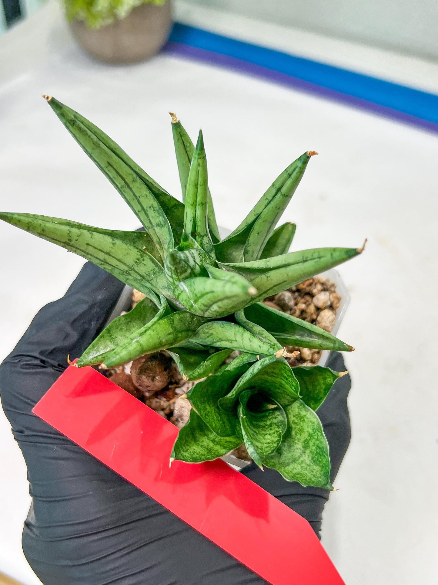 Sansevieria Yaya (PH5) | Rare Imported House Plants