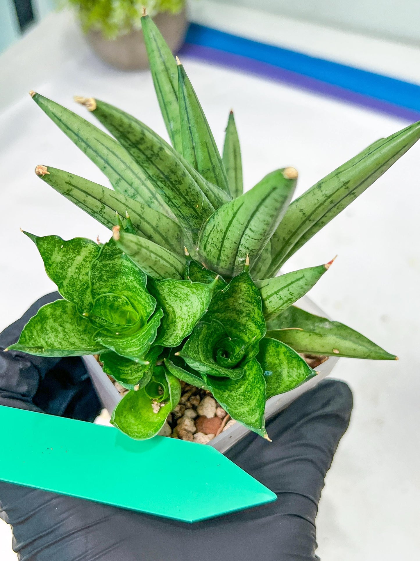 Sansevieria Yaya (PH5) | Rare Imported House Plants