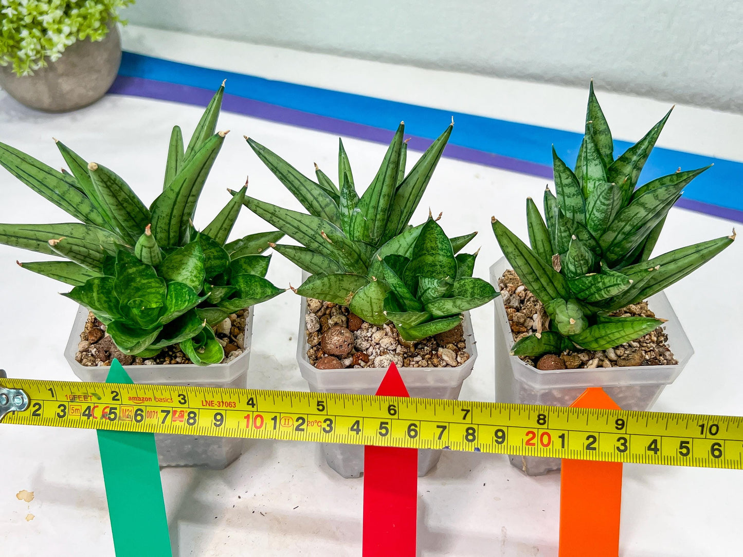 Sansevieria Yaya (PH5) | Rare Imported House Plants