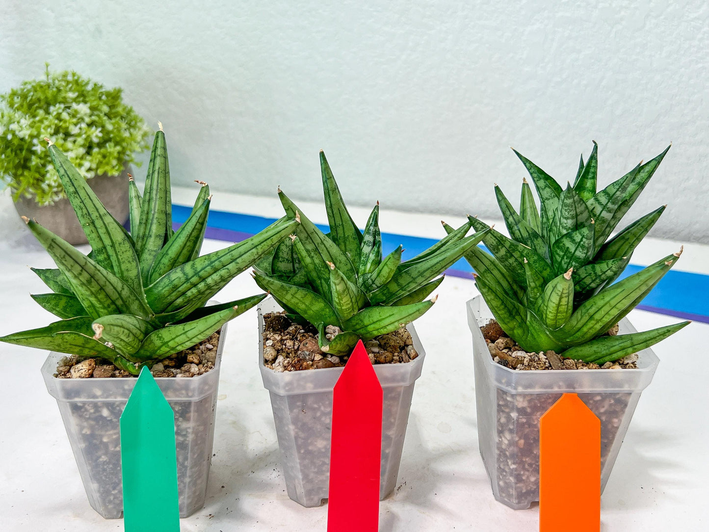 Sansevieria Yaya (PH5) | Rare Imported House Plants