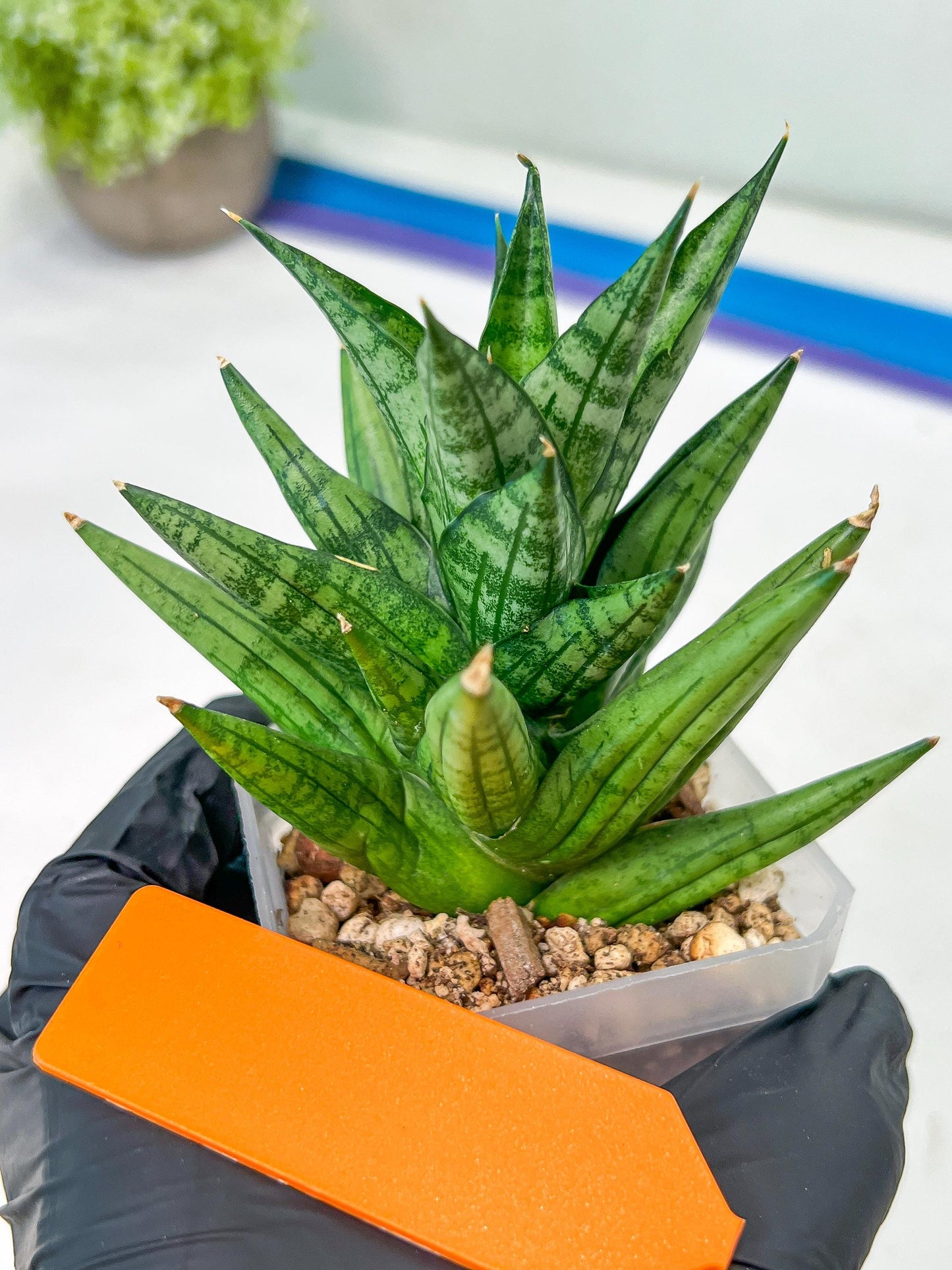 Sansevieria Yaya (PH5) | Rare Imported House Plants