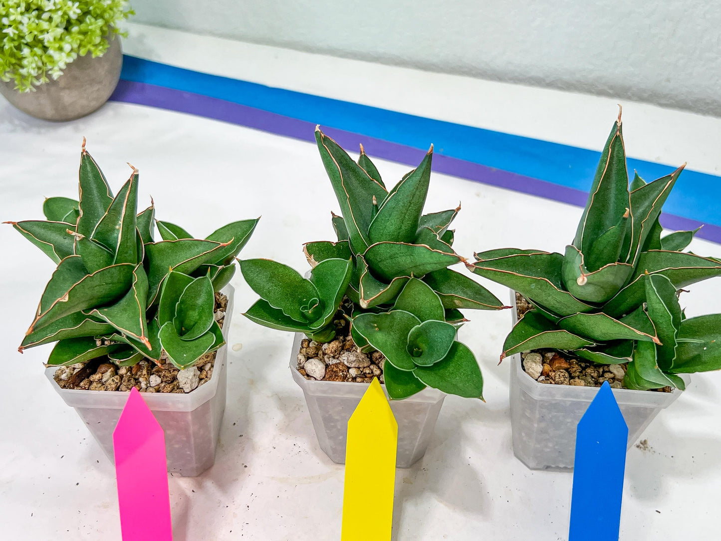 Sansevieria Bonny (PH9) | Rare Imported House Plants