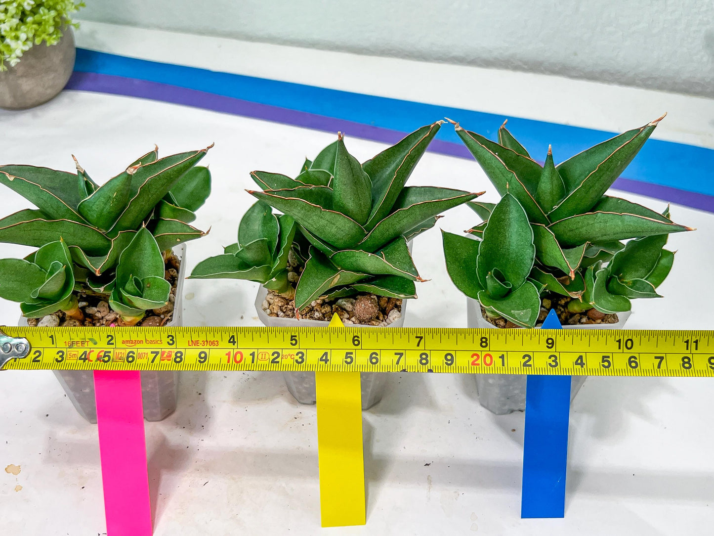 Sansevieria Bonny (PH9) | Rare Imported House Plants