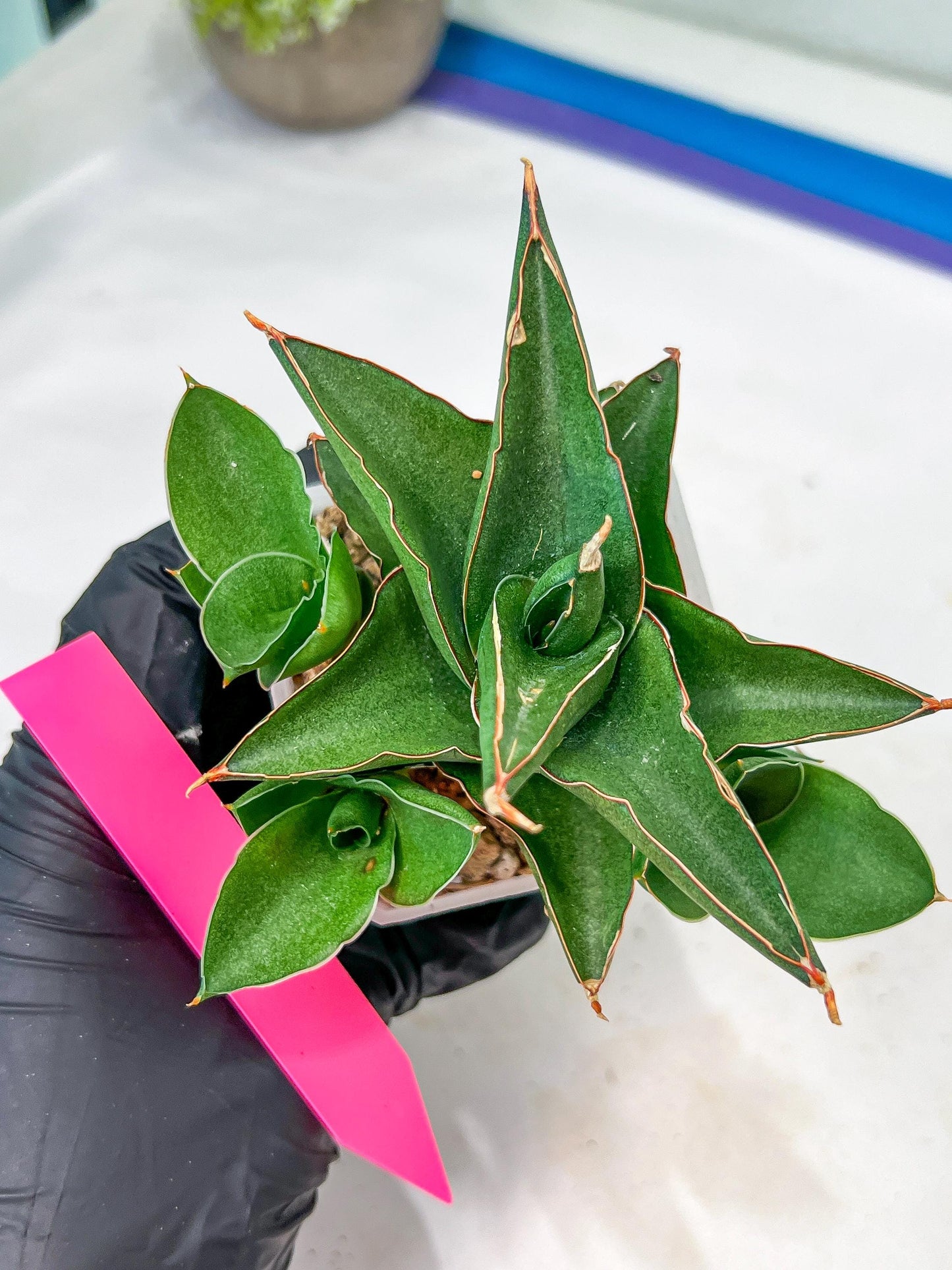 Sansevieria Bonny (PH9) | Rare Imported House Plants