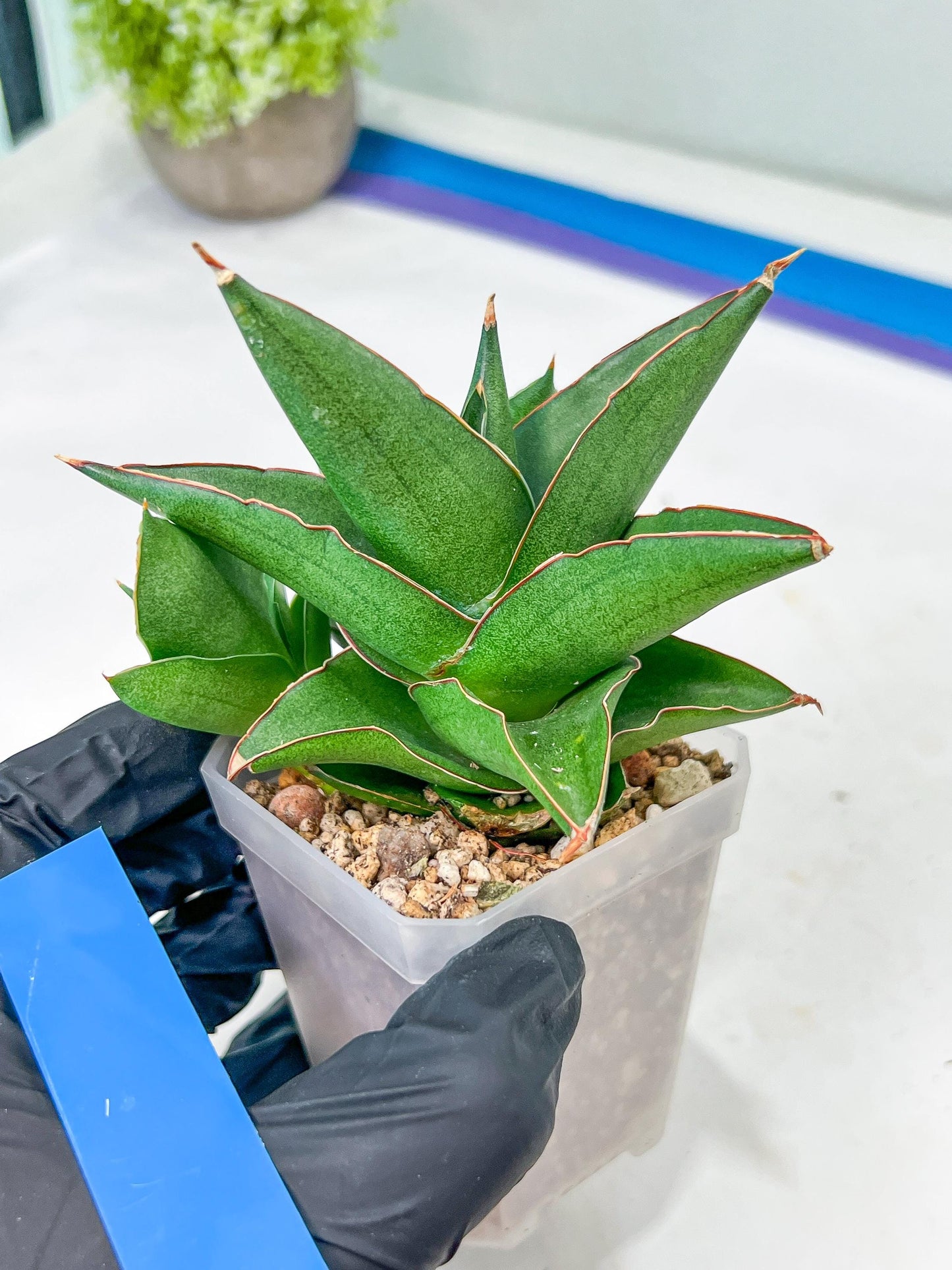 Sansevieria Bonny (PH9) | Rare Imported House Plants