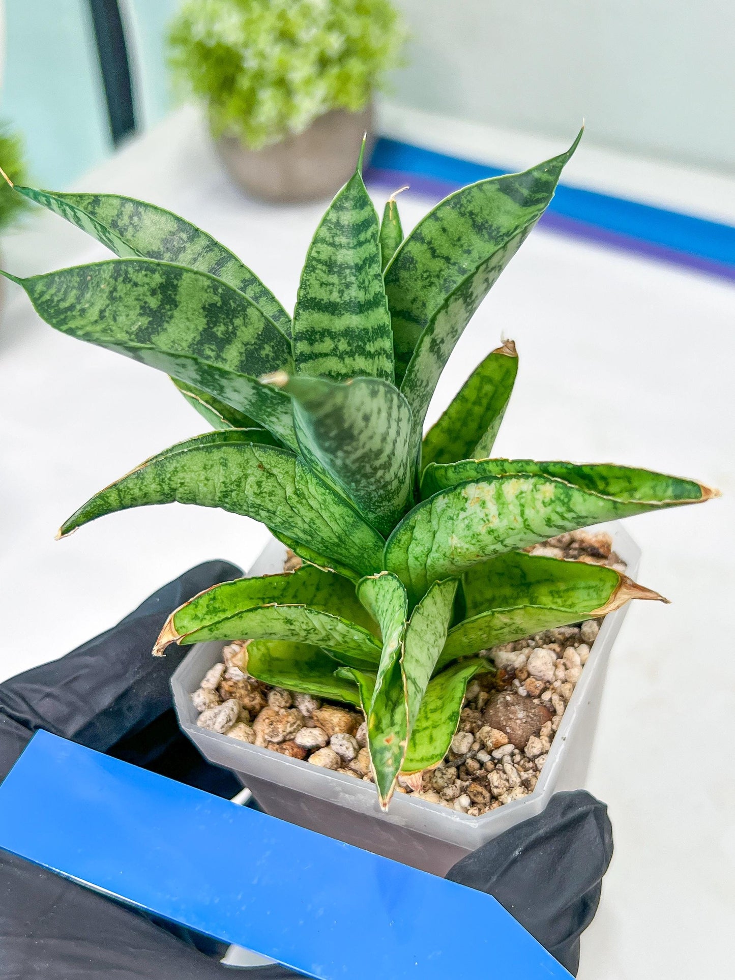 Sansevieria Piano (#PH10) | Rare Imported House Plants