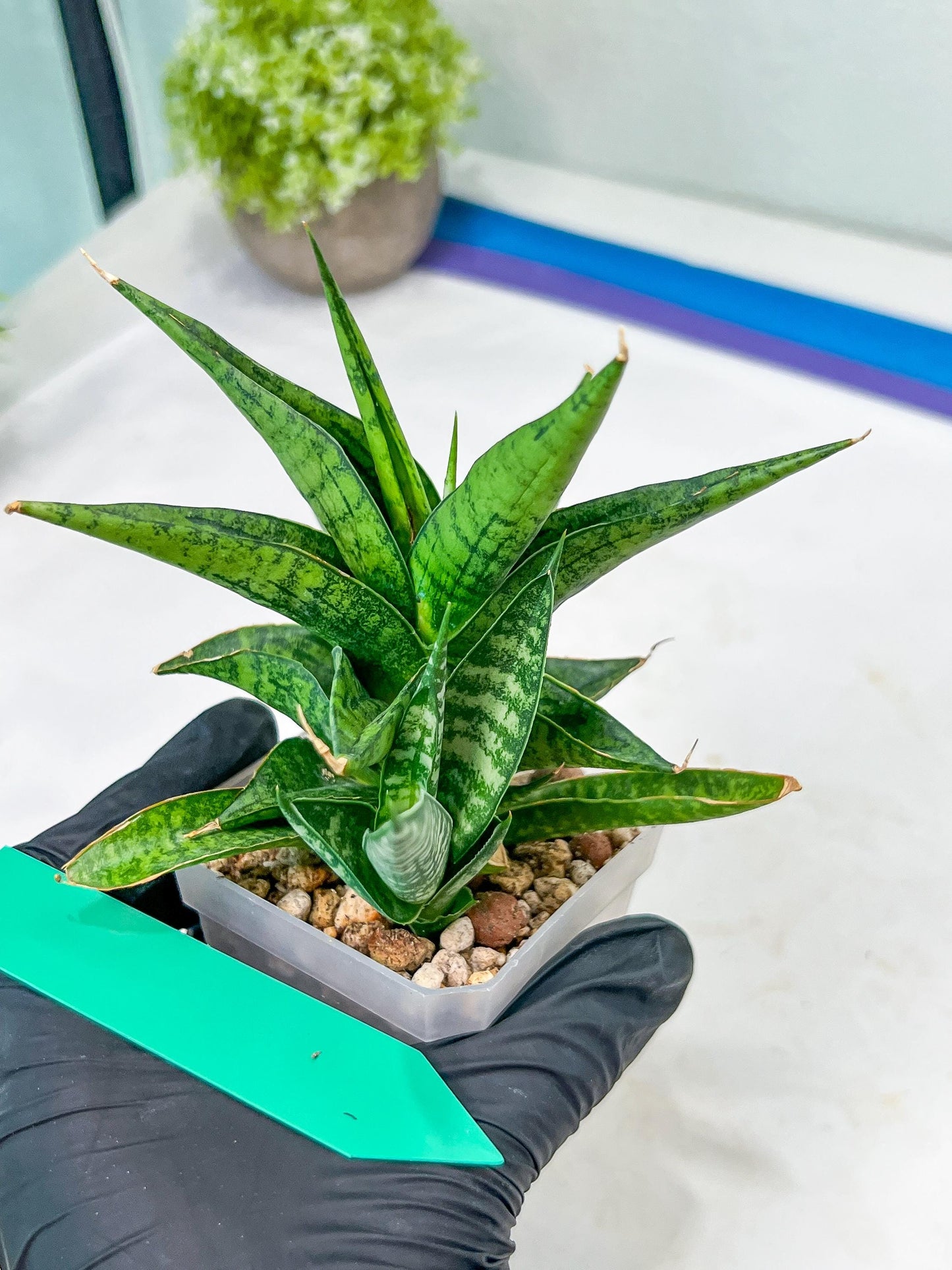 Sansevieria Icicle (#PH23) | Rare Imported House Plants