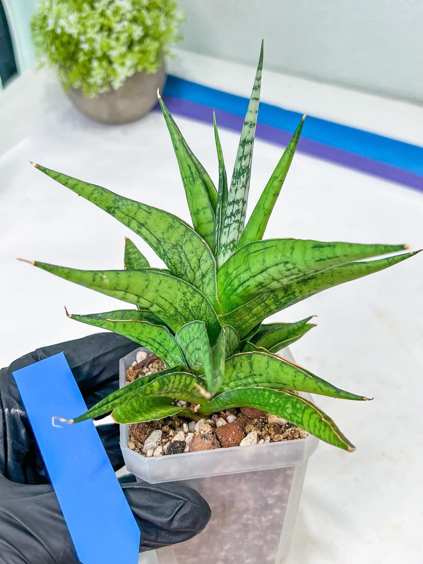 Sansevieria Icicle (#PH23) | Rare Imported House Plants