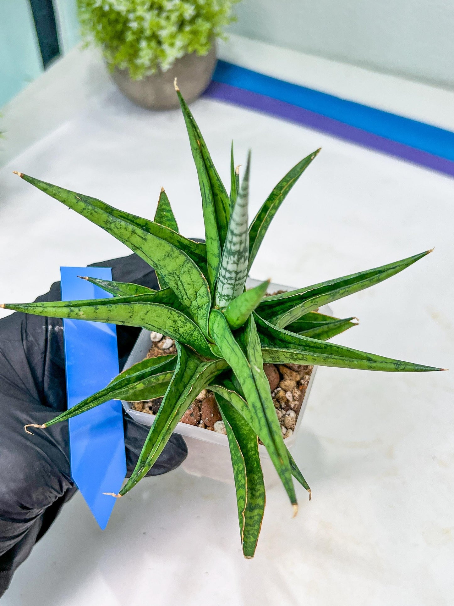 Sansevieria Icicle (#PH23) | Rare Imported House Plants