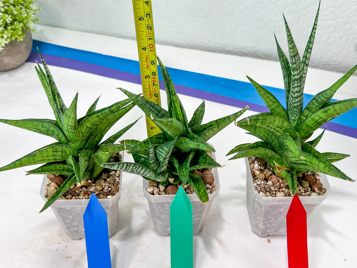 Sansevieria Icicle (#PH23) | Rare Imported House Plants