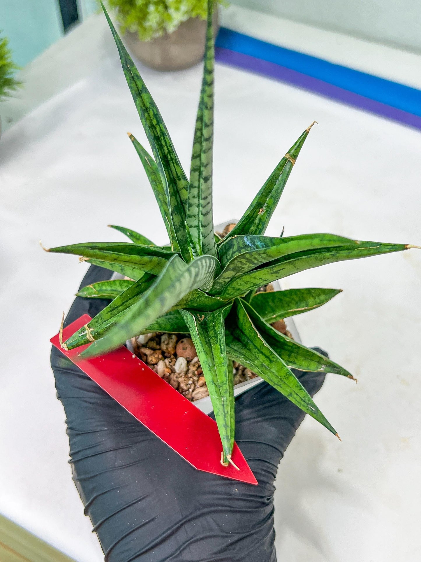 Sansevieria Icicle (#PH23) | Rare Imported House Plants