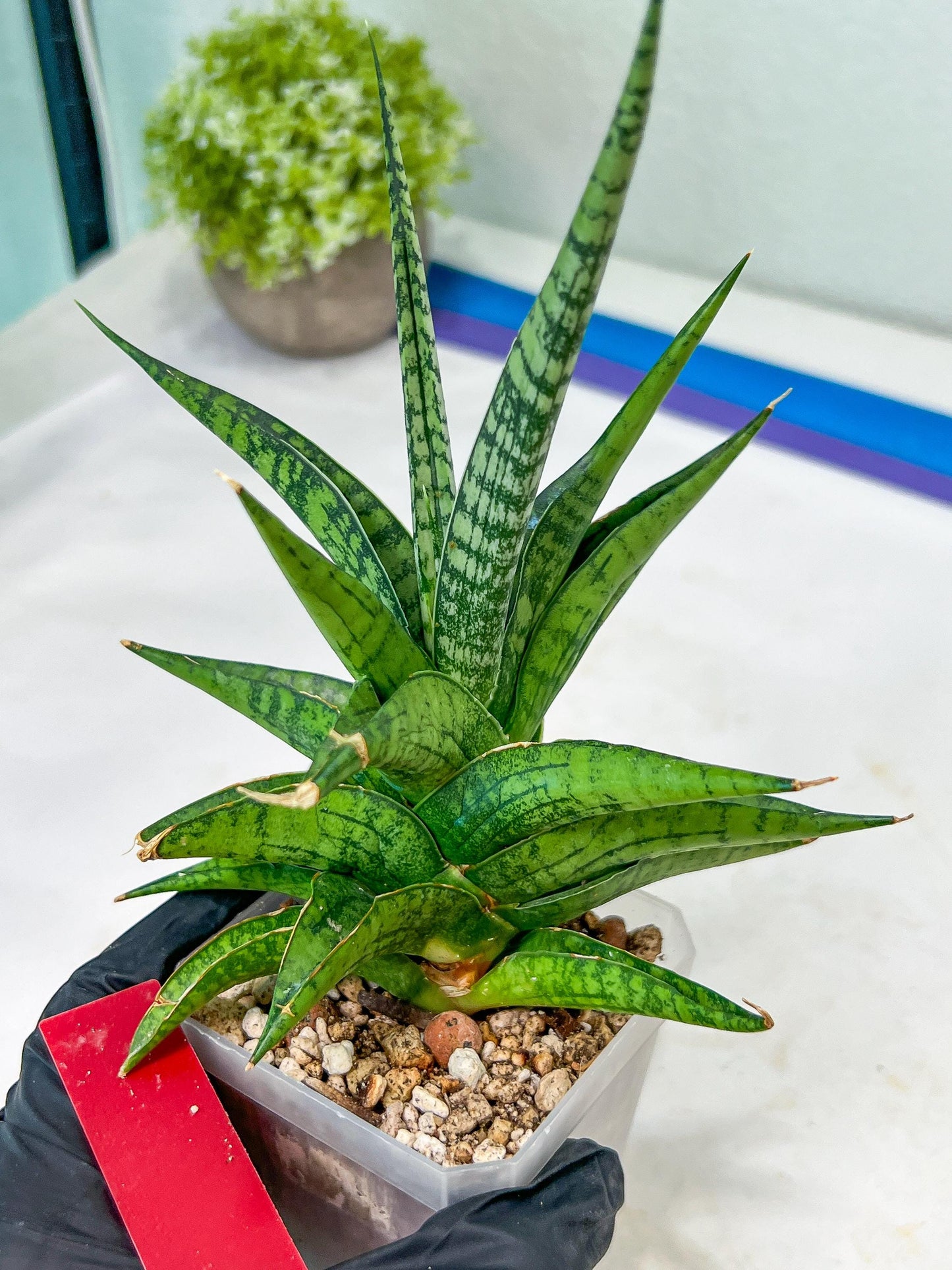 Sansevieria Icicle (#PH23) | Rare Imported House Plants
