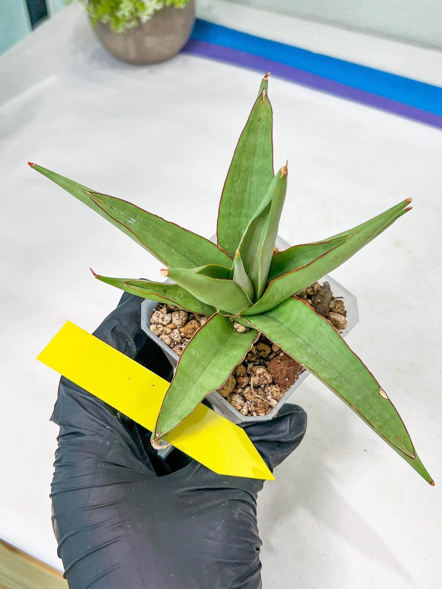 Sansevieria Chao Praya (PH26) | Rare Imported Hybrids