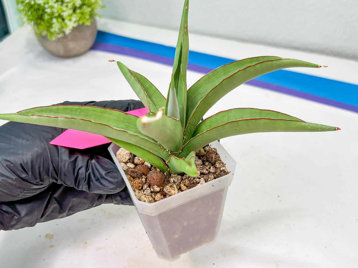 Sansevieria Chao Praya (PH26) | Rare Imported Hybrids