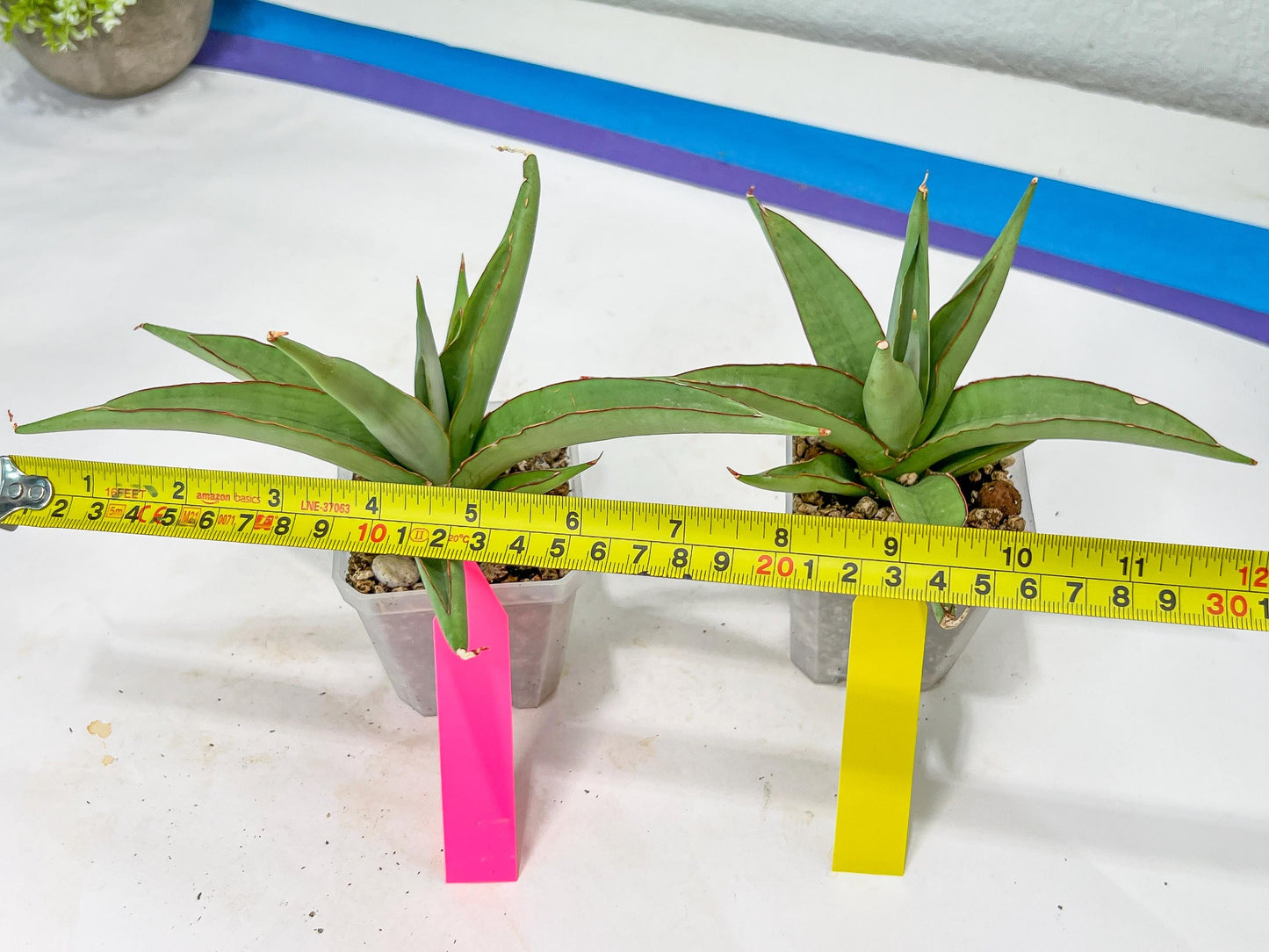 Sansevieria Chao Praya (PH26) | Rare Imported Hybrids