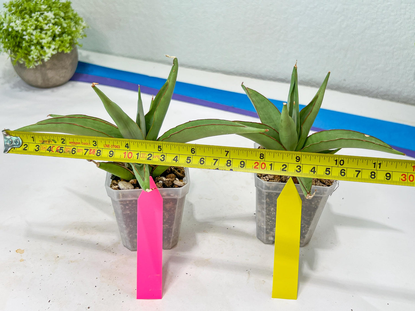 Sansevieria Chao Praya (PH26) | Rare Imported Hybrids