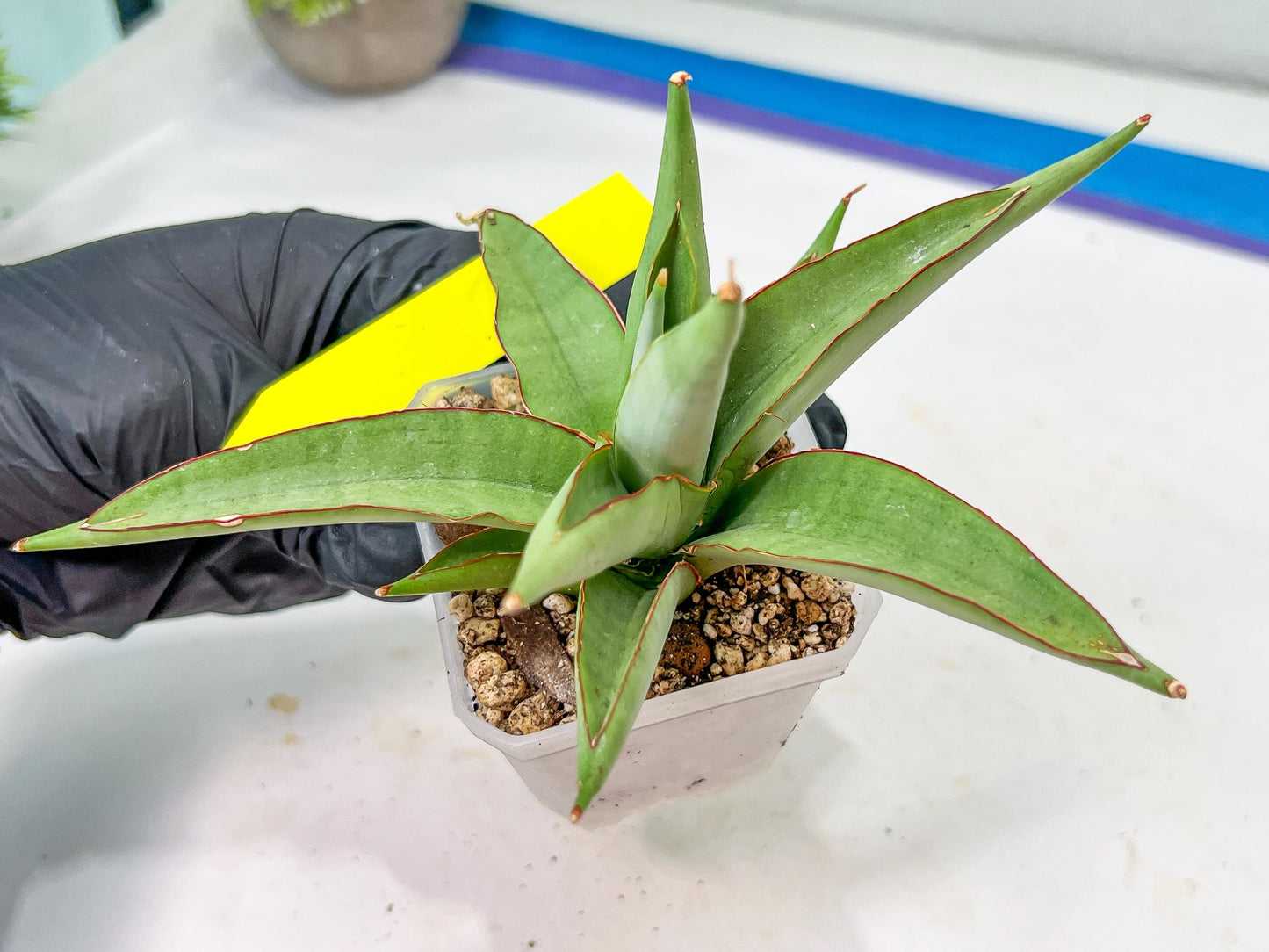 Sansevieria Chao Praya (PH26) | Rare Imported Hybrids