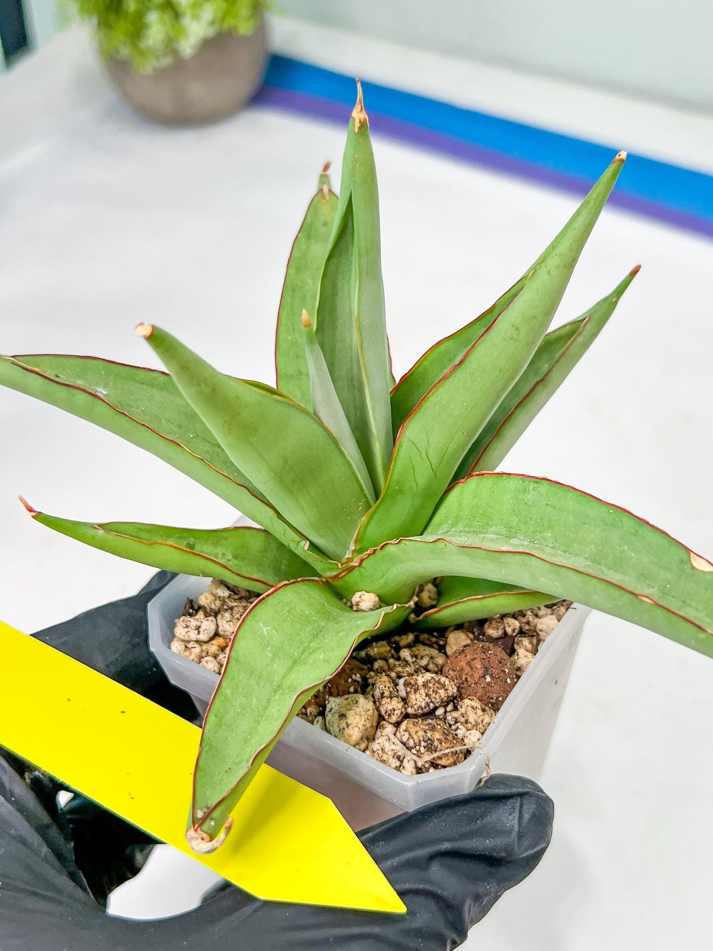 Sansevieria Chao Praya (PH26) | Rare Imported Hybrids