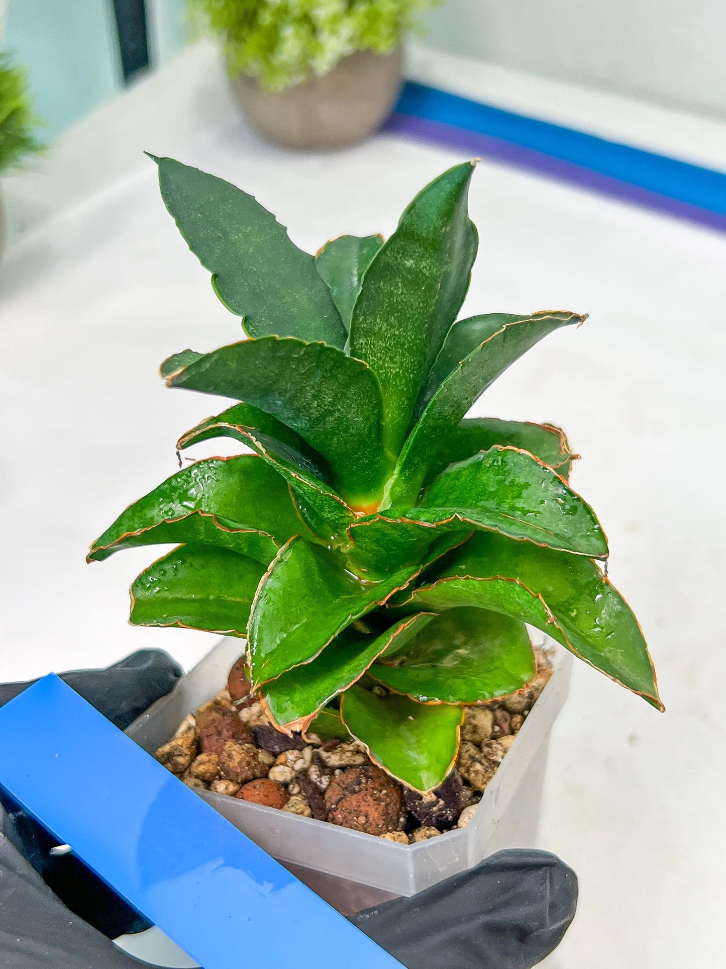 Sansevieria Emerald (#PH27) | Rare Imported House Plants