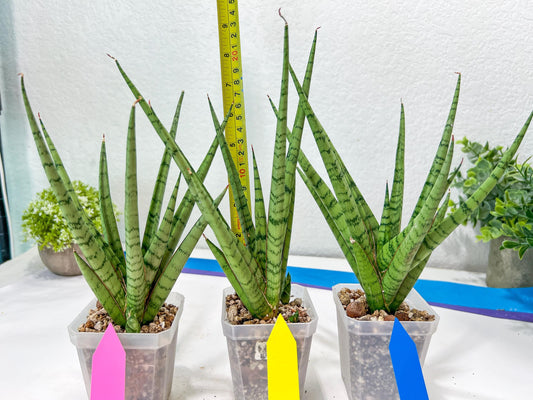 Sansevieria Guletta (#PH16) | Rare Imported Hybrids