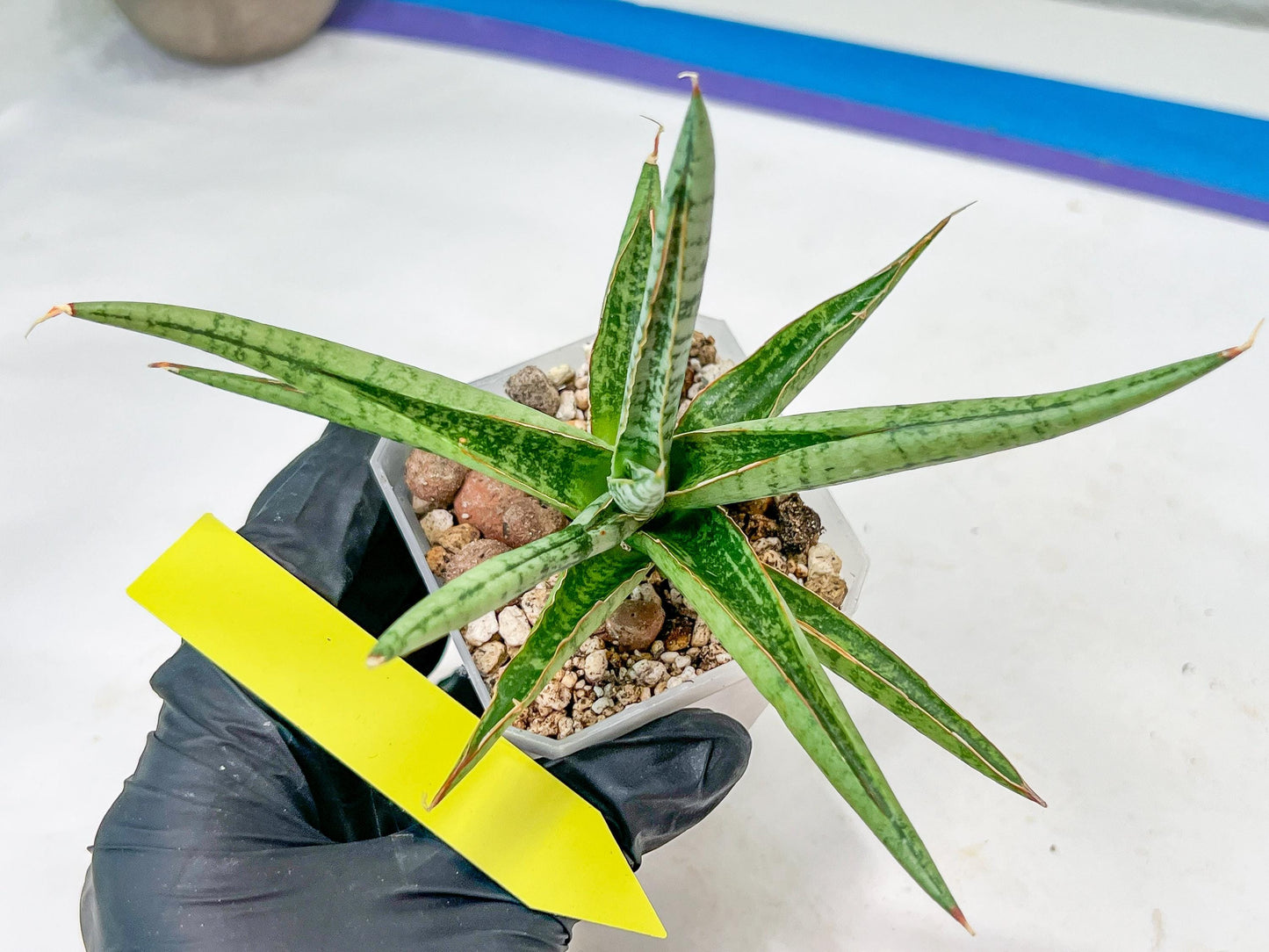 Sansevieria Trident (PH18) | Imported Indoor Snake Plant